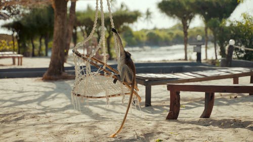 有关动物, 往上爬, 摇摆的免费素材视频