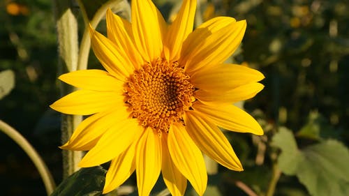 有关增长, 射线小花, 微妙的免费素材视频