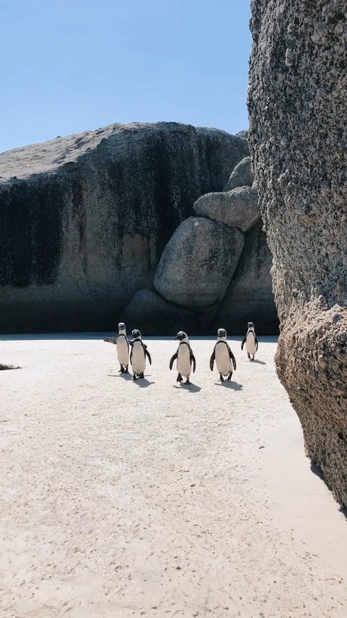 有关企鹅, 南非, 可爱的免费素材视频