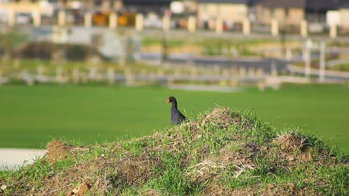 有关pukeko, 动物, 户外的免费素材视频