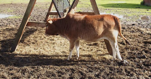 有关动物, 地平线, 小牛的免费素材视频