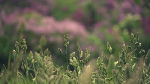 有关4k, 公园, 天性的免费素材视频