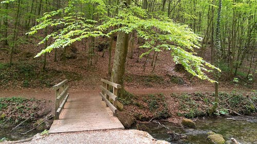 有关forestpark, 公园, 冷静的免费素材视频