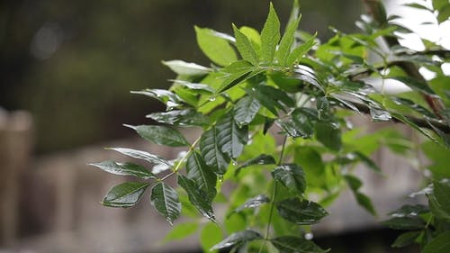 有关下雨, 专注, 植物的免费素材视频