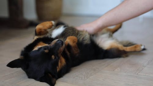 有关动物, 可爱, 家畜的免费素材视频