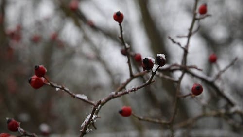 有关下雪, 下雪的, 冬季的免费素材视频