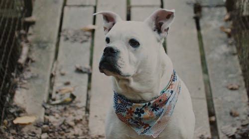 有关@户外, 动物, 可爱的的免费素材视频