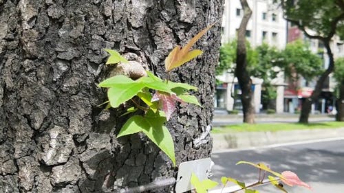 有关多风, 摇曳, 植物群的免费素材视频