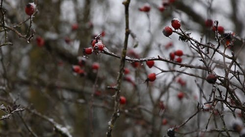 有关@户外, 下雪, 冬季的免费素材视频