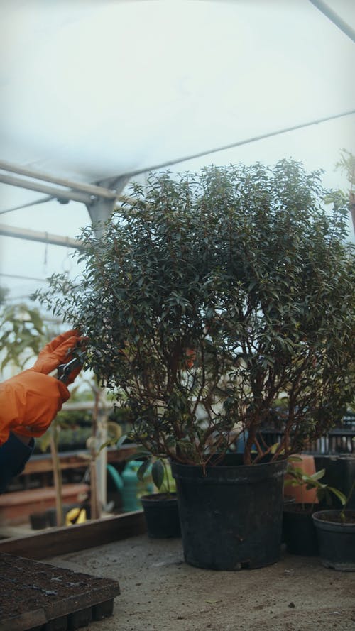 有关人, 保重, 修剪花草的免费素材视频