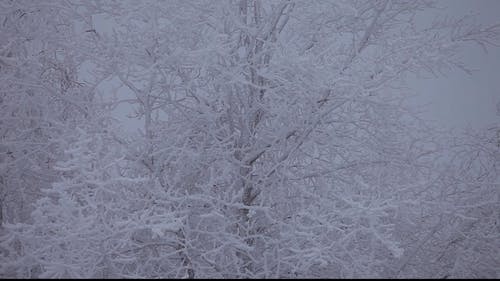 有关下雪的, 下雪的天气, 冬季的免费素材视频