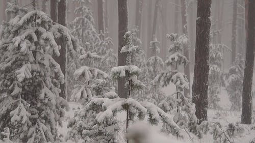 有关@户外, 下雪, 冬季的免费素材视频