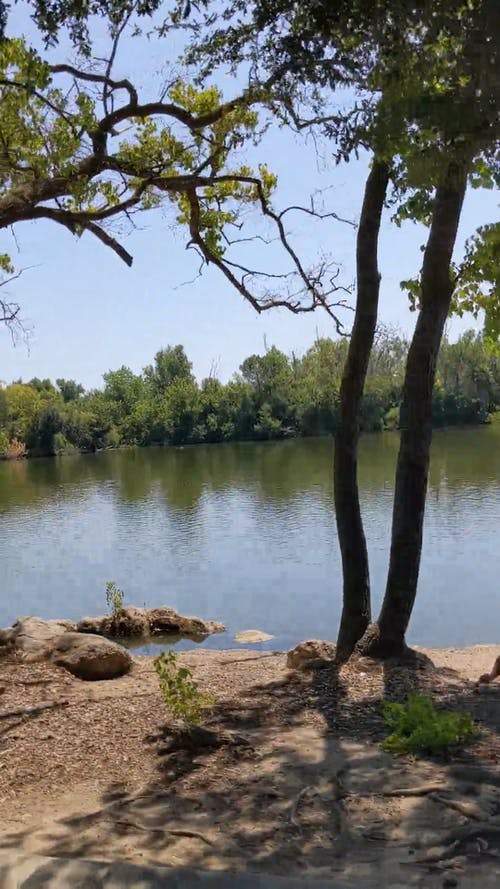 有关垂直视频, 天性, 宁静的免费素材视频