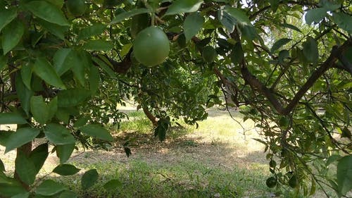 有关分支机构, 户外, 新鲜的免费素材视频