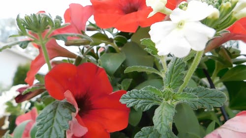 有关植物, 植物群, 树叶的免费素材视频