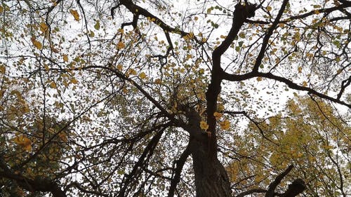 有关低角度拍摄, 天性, 户外的免费素材视频