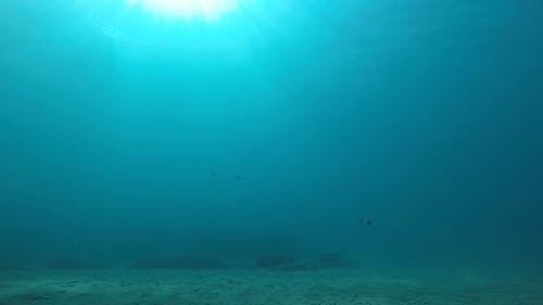 有关天性, 户外, 水下的免费素材视频