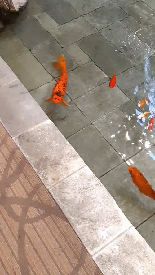 有关垂直视频, 水, 锦鲤的免费素材视频