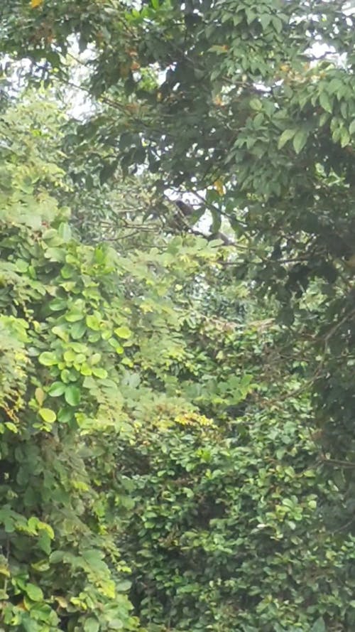 有关在上面, 垂直视频, 多风的免费素材视频