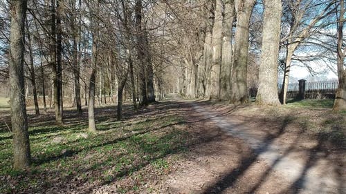 有关天性, 树干, 树木的免费素材视频