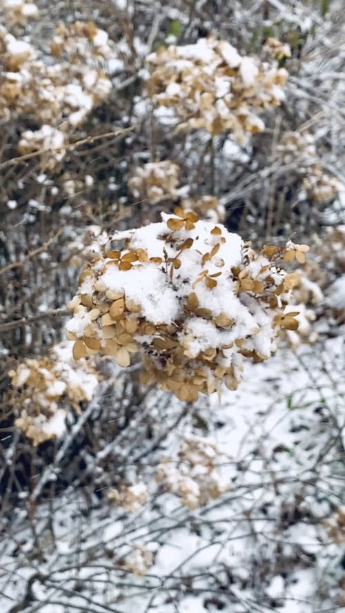 有关下雪, 下雪的天气, 垂直视频的免费素材视频