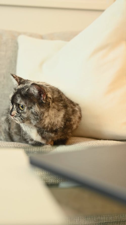 沙发上的宠物猫 · 免费素材视频