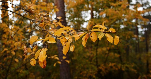 有关充满活力, 公园, 吠的免费素材视频