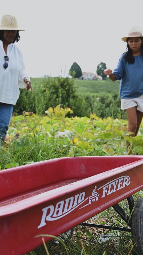有关一起, 南瓜, 垂直视频的免费素材视频