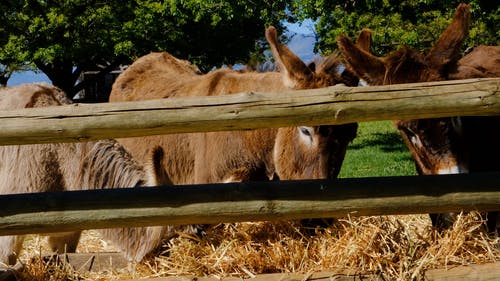 有关乾草, 吃, 国家的免费素材视频