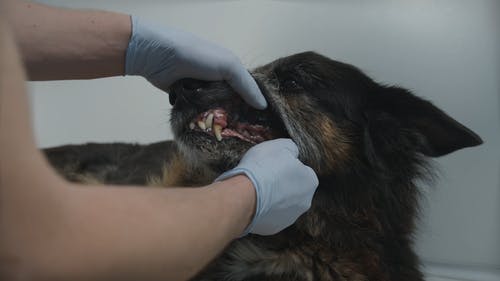 有关从业者, 兽医, 制服的免费素材视频