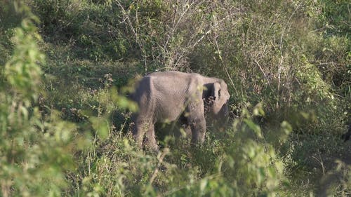 有关动物, 大象, 宝宝的免费素材视频