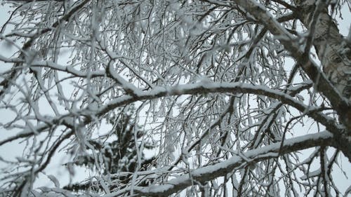 有关下雪的, 冬季, 分支机构的免费素材视频