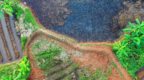 有关印尼, 户外, 林场的免费素材视频