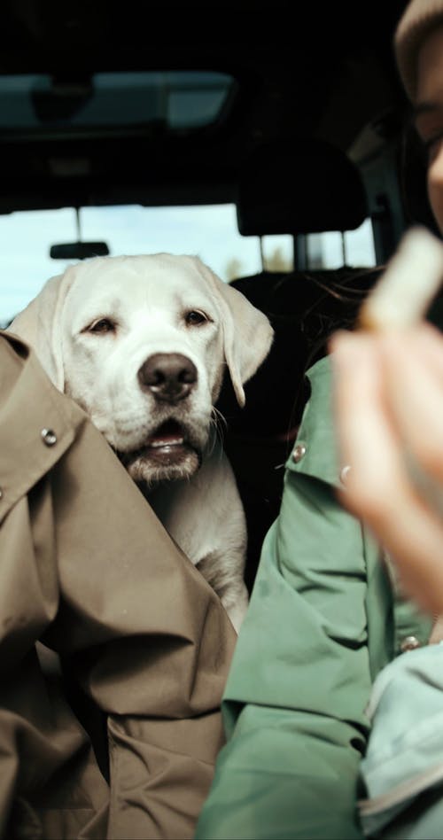 有关一对, 享受, 人的免费素材视频