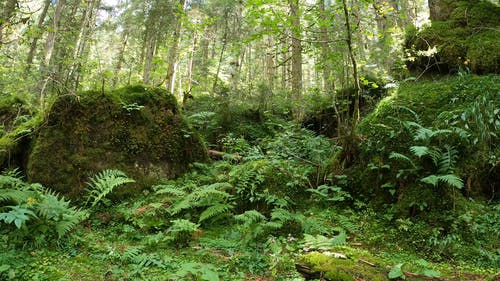 有关天性, 户外, 森林的免费素材视频