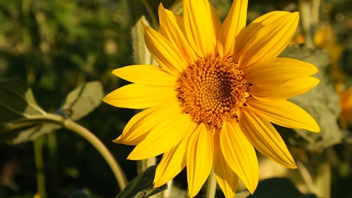 有关增长, 射线小花, 微妙的免费素材视频