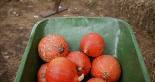 有关件, 手, 新鲜的免费素材视频