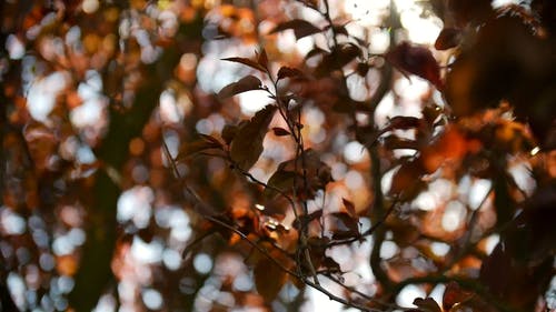 有关天性, 户外, 树木的免费素材视频