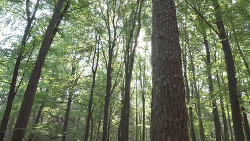 有关低角度拍摄, 太阳, 平移拍摄的免费素材视频