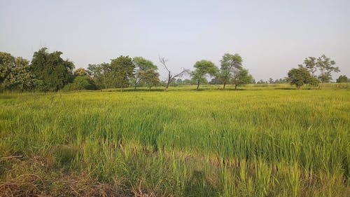 有关农业用地, 天性, 户外的免费素材视频