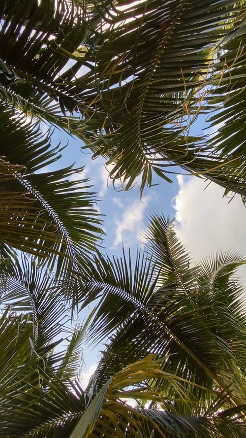 有关在沙滩上, 垂直, 夏天的免费素材视频