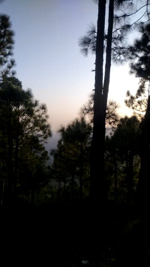 有关地面, 垂直视频, 天性的免费素材视频