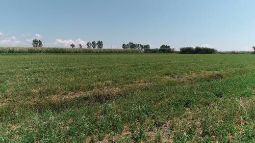 有关户外, 林场, 树木的免费素材视频