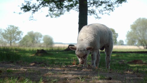 有关4k, 动物, 可爱的免费素材视频
