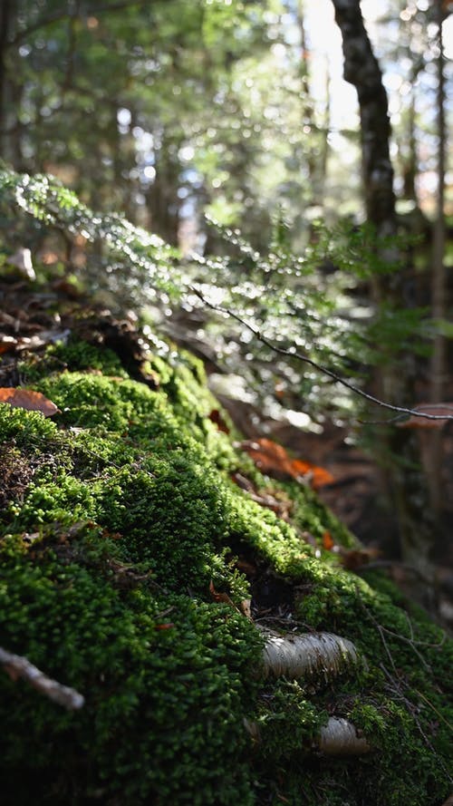 有关垂直视频, 多风, 天性的免费素材视频