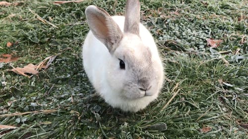 有关@户外, 免费范围, 兔子的免费素材视频