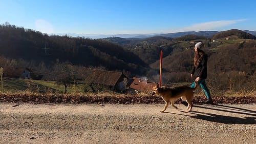 有关女人, 宠物, 德国牧羊犬的免费素材视频