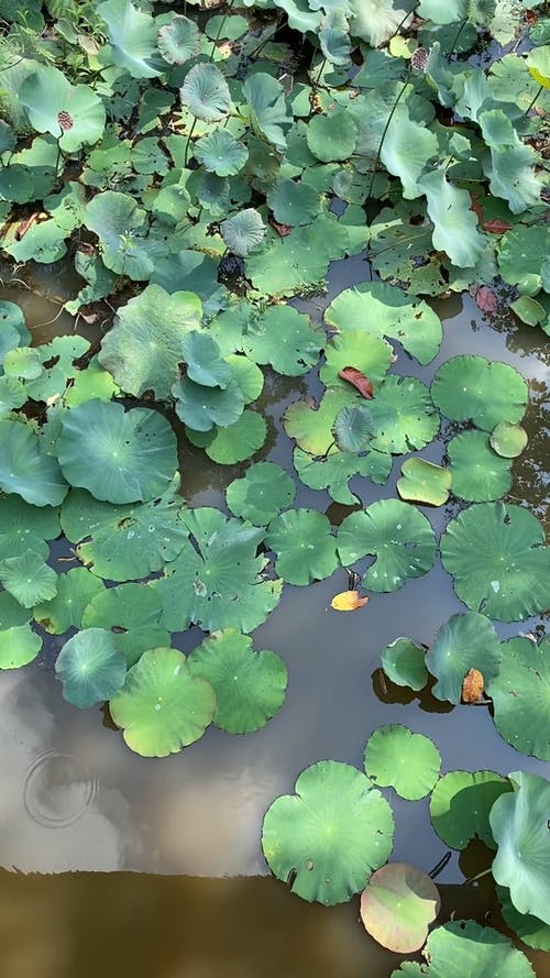 有关垂直视频, 增长, 工厂的免费素材视频