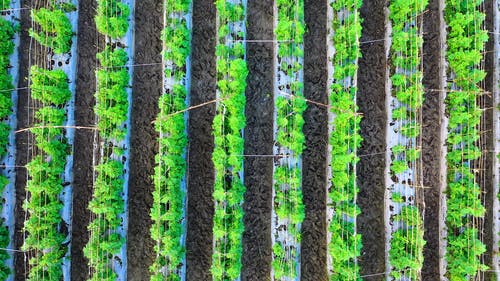 有关农业领域, 农地, 从上面的免费素材视频