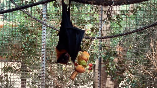 有关上下翻转, 动物, 挂的免费素材视频